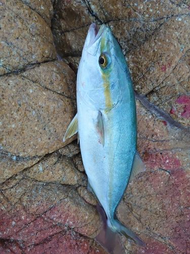 ワカシの釣果