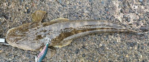 マゴチの釣果