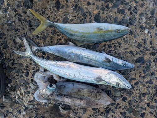 サゴシの釣果