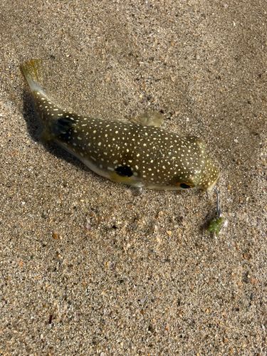 クサフグの釣果