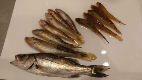 マハゼの釣果