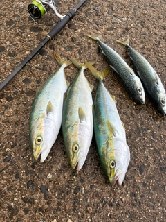 ワカシの釣果