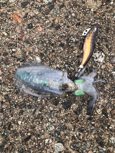 アオリイカの釣果