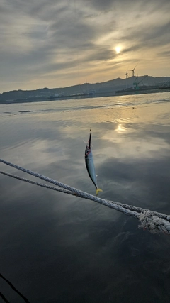サバの釣果