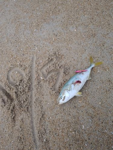 ワカシの釣果