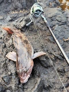 アイナメの釣果