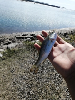 セイゴ（ヒラスズキ）の釣果