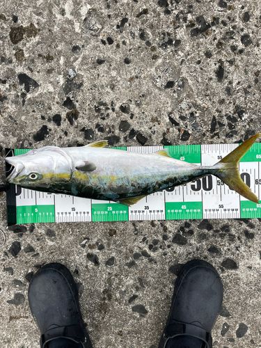 イナダの釣果