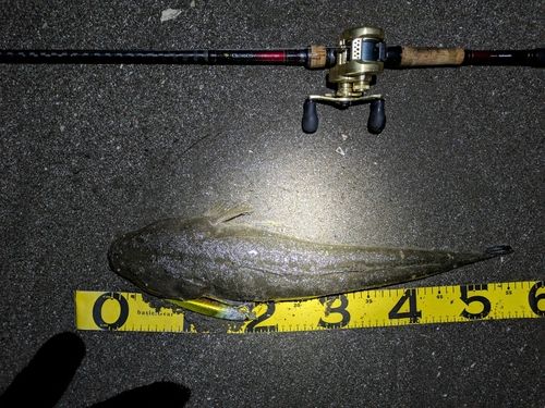マゴチの釣果