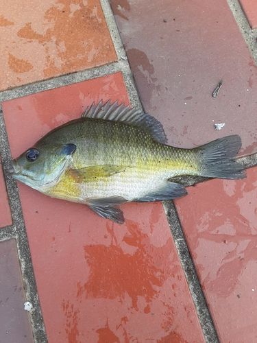 ブルーギルの釣果
