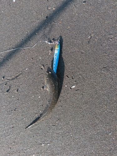 メゴチの釣果