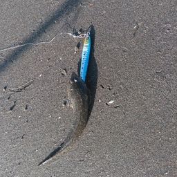 メゴチ