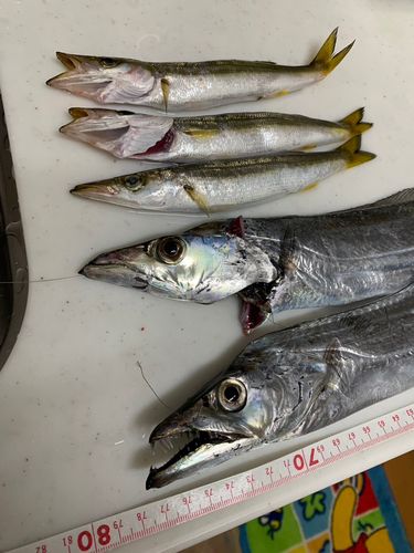 タチウオの釣果