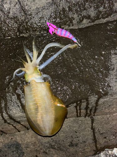 アオリイカの釣果