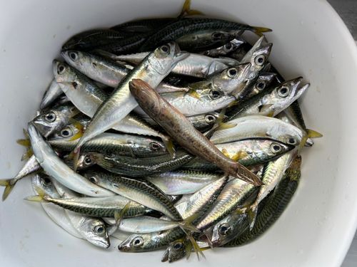 サバの釣果
