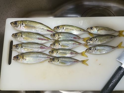 アジの釣果