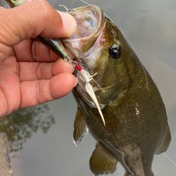 スモールマウスバス