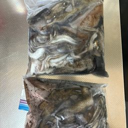 アオリイカ