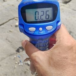 アオリイカ