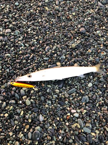 カマスの釣果