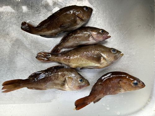 エゾメバルの釣果