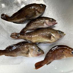 エゾメバル