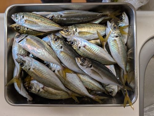 アジの釣果