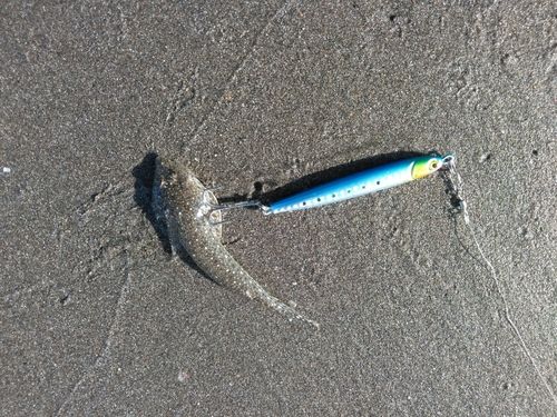 メゴチの釣果