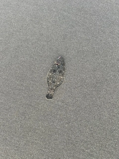 ソゲの釣果