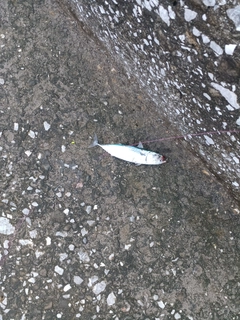 ヒラソウダの釣果