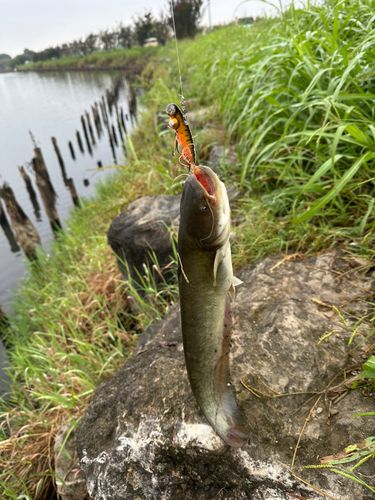 ナマズの釣果