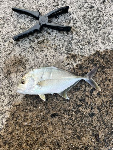 メッキの釣果