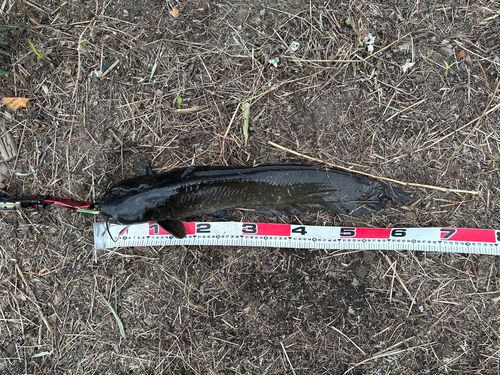 ニホンナマズの釣果