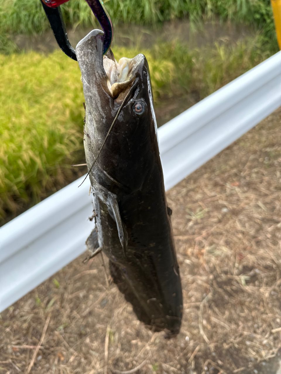 ニホンナマズ