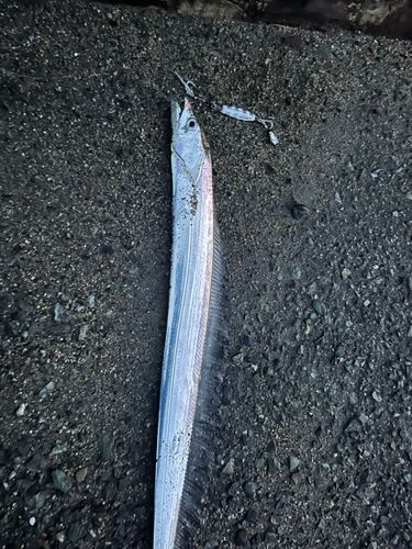 タチウオの釣果