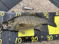 スモールマウスバスの釣果
