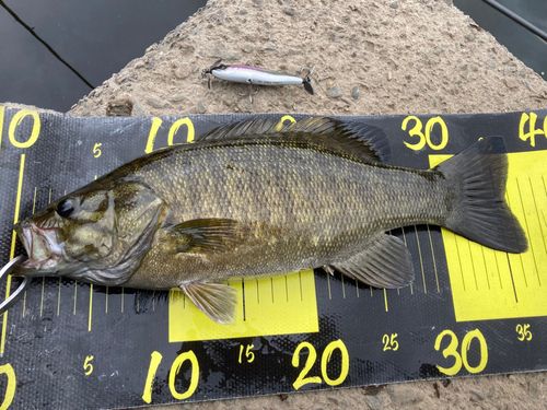 スモールマウスバスの釣果