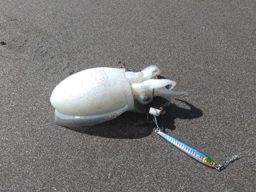 コウイカの釣果
