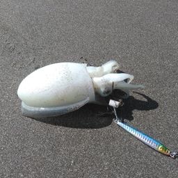 コウイカ