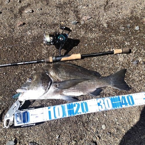 クロダイの釣果