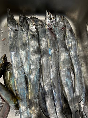 タチウオの釣果
