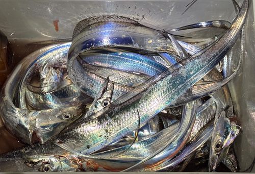 タチウオの釣果