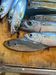 サバの釣果