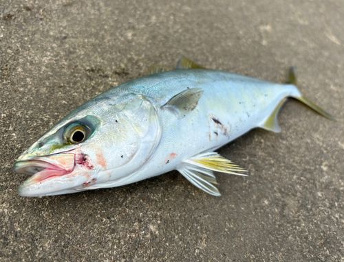 ワカシの釣果