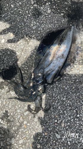 イカの釣果