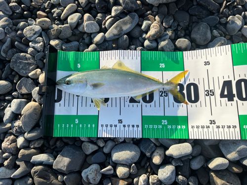 ワカシの釣果