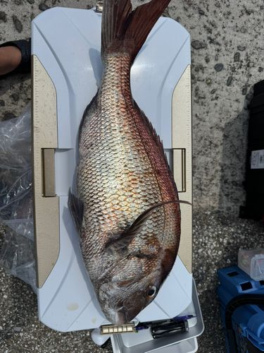 マダイの釣果