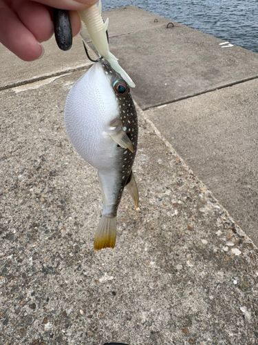 クサフグの釣果