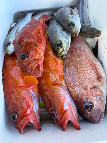 イサキの釣果