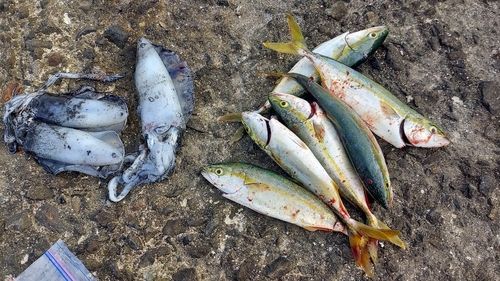 イナダの釣果